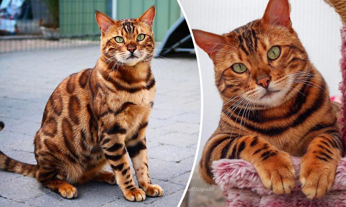 Un chat domestique hybride, ayant des rayures de tigre et des taches de léopard, émerveille les internautes