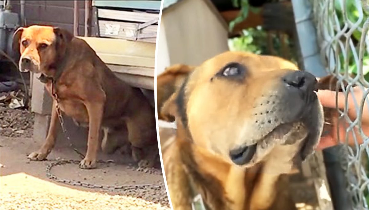 Ce chien a vécu enchaîné dans une cour pendant plus de 10 ans, jusqu&rsquo;à ce qu&rsquo;un inconnu le libère