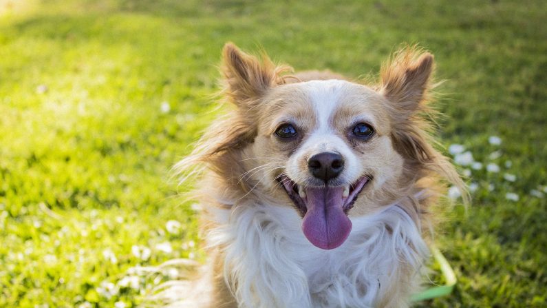 Un vétérinaire de 90 ans fabrique des fauteuils roulants pour éviter que les chiens handicapés ne soient « endormis »