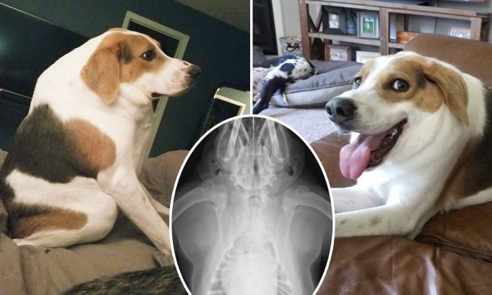 Un chien de chasse né avec une demi-colonne vertébrale et sans cou est « le chien le plus heureux » depuis qu&rsquo;il a été adopté