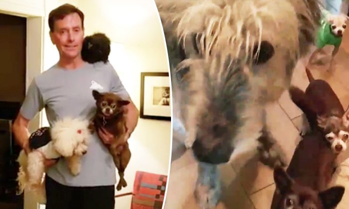 Le chien d&rsquo;un homme du Colorado meurt, alors il adopte 10 chiens âgés d&rsquo;un refuge local et leur donne un foyer