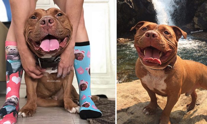 Ce pitbull ne peut s&rsquo;arrêter de sourire après qu&rsquo;il a été adopté du refuge