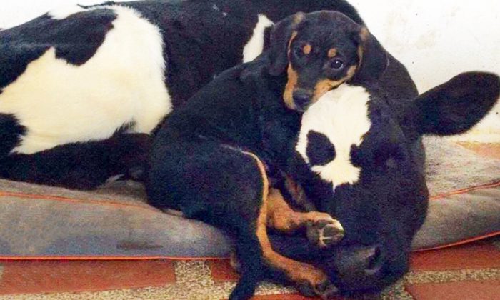 Un chiot et un veau se lient d&rsquo;amitié dans un refuge pour surmonter leur douloureux passé
