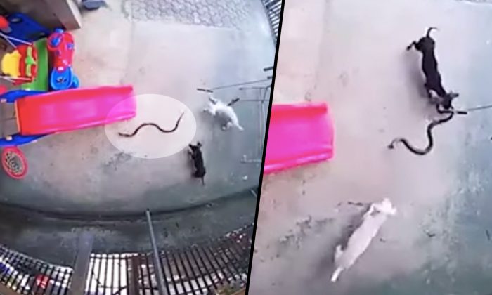 Vidéo: des teckels n’hésitent pas à se sacrifier pour éliminer un cobra qui tentait de s’introduire dans la chambre où un bébé dormait