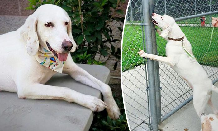 Un chien adopté est retourné dans le même refuge 11 fois – jusqu&rsquo;à ce que le personnel se rende compte qu&rsquo;il avait déjà trouvé son chez-soi