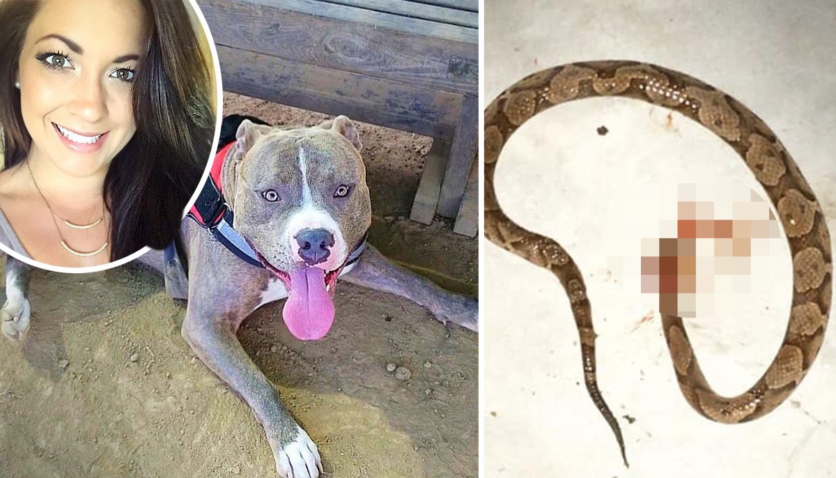 Un pitbull héroïque se fait mordre par un serpent venimeux pour protéger sa propriétaire sur le point d&rsquo;être attaquée