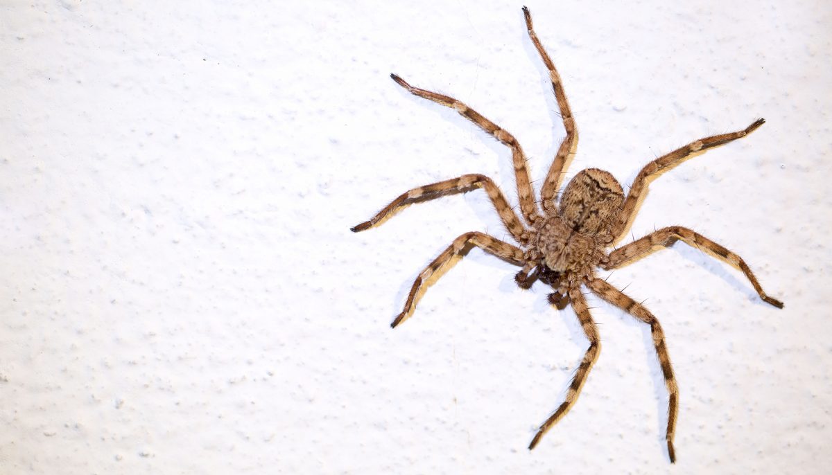 Un homme filme une araignée sur son mur et se rend compte que son appartement en est infesté