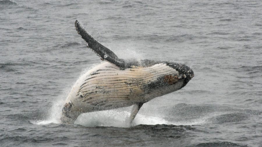 Une photo rare montre une otarie piégée dans la bouche d&rsquo;une baleine à bosse