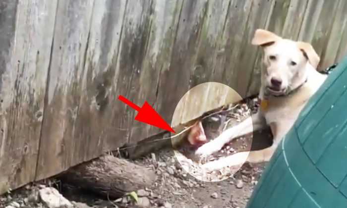 Des chiens commencent à creuser sous une clôture juste pour être ensemble, alors les voisins créent un « couloir »