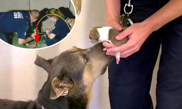 Une maman s’inquiète, son chiot reste coincé dans un tuyau pendant 10 heures – quand ils sont enfin réunis, c&rsquo;est génial !