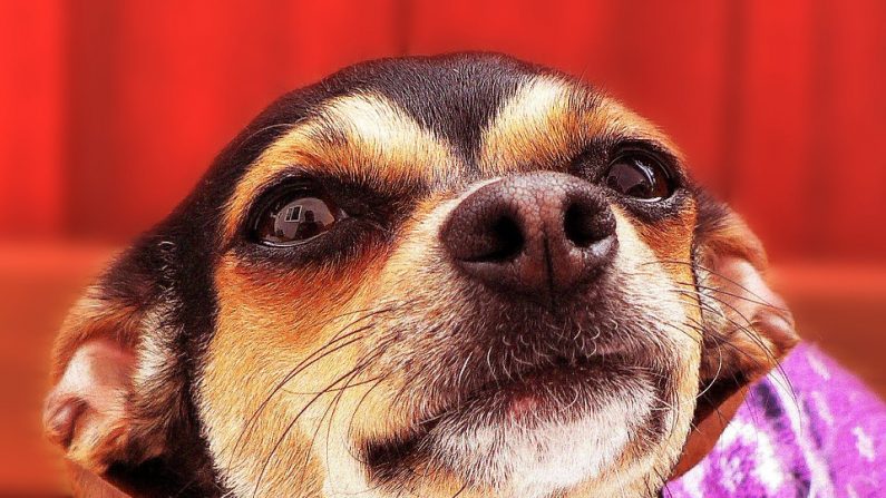 Un sans-abri, qui était sur le point de perdre son chihuahua, pleure quand quelqu&rsquo;un décide de l&rsquo;aider