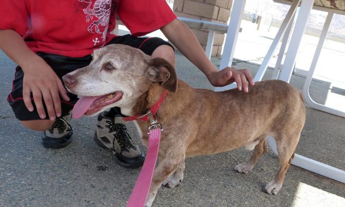 Ce chien malade vivait dans la rue depuis 11 ans. Un jour, alors qu&rsquo;il dormait sous le porche d&rsquo;une femme, sa vie a changé pour toujours
