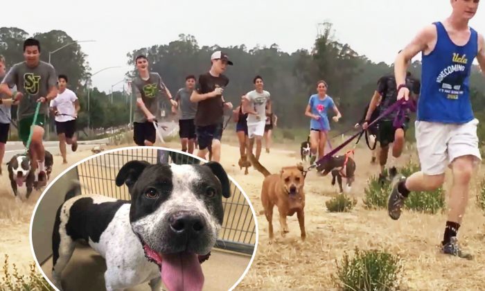 Une équipe collégienne de cross-country accueille des chiens de course pour qu&rsquo;ils fassent de l&rsquo;exercice pendant l&rsquo;entraînement