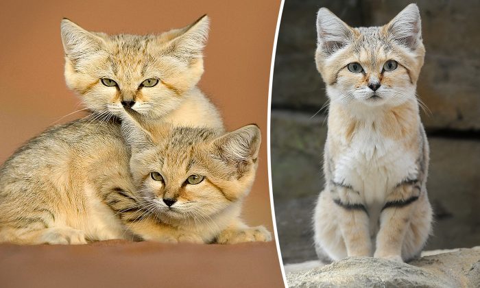 Pour la première fois en 10 ans, un chat des sables presque invisible est pris par un piège photographique