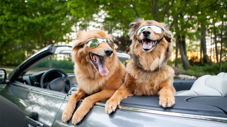 Une chienne rencontre son «sosie» dans la rue et convainc sa propriétaire de l&rsquo;adopter