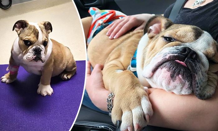 Une vétérinaire adopte un chiot bouledogue incontinent lorsque sa famille n&rsquo;en veut plus