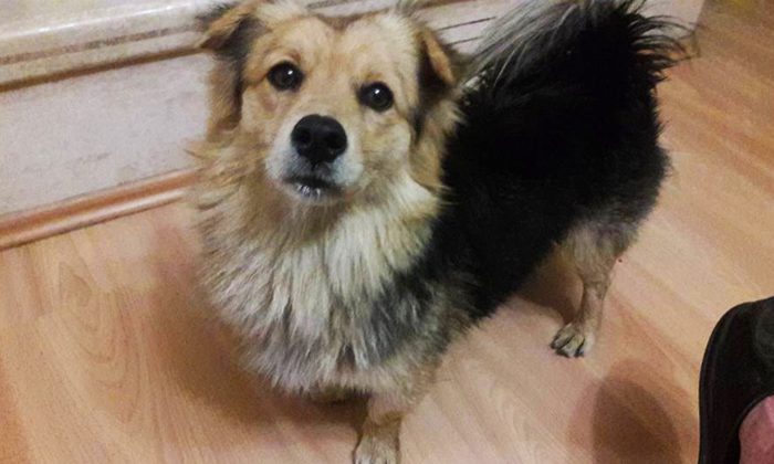 Un malheureux chien s&rsquo;enfuit de la maison tous les jours. Perplexe, un homme le suit jusqu&rsquo;à un cimetière