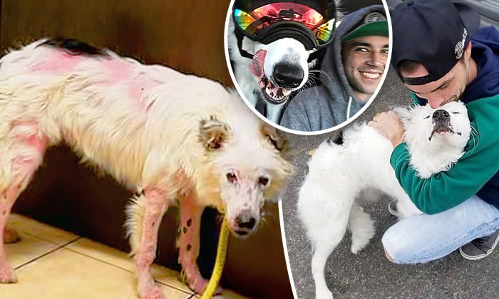 Le Border Collie était tellement malade qu&rsquo;il ne pouvait pas être un animal de compagnie jusqu&rsquo;à ce que cet homme l&rsquo;adopte