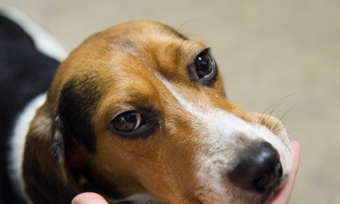 Ces 3 beagles ont réussi à dépister le cancer dans le sang avec une précision de 97%