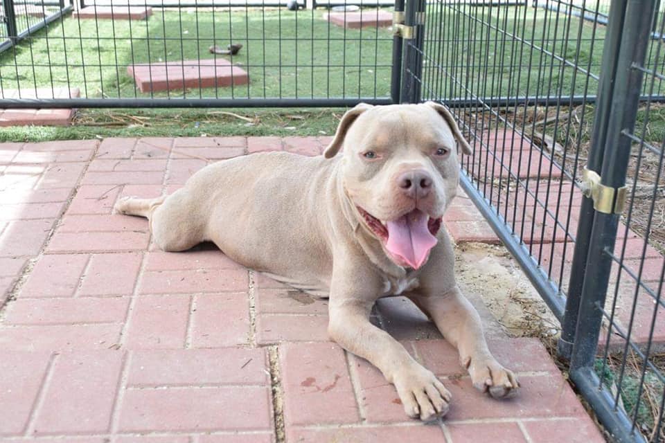 Laissé dans une cage sans rien à manger ni à boire, ce pitbull décharné  retrouvera l&rsquo;affection et le goût de la vie