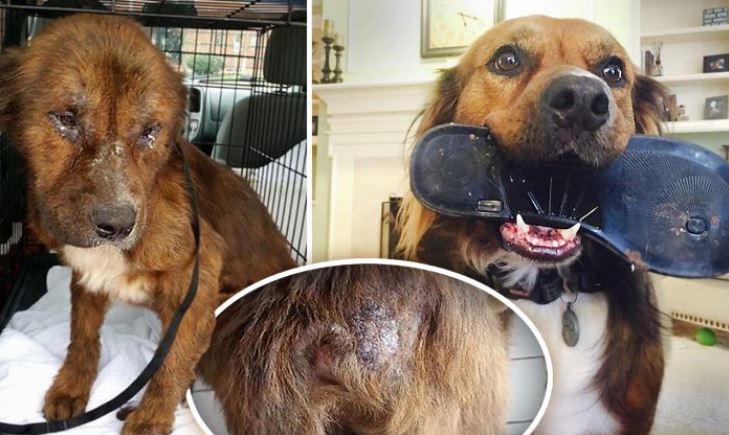 Un chien errant émacié et sévèrement battu se transforme après que sa mère d&rsquo;accueil lui donne son premier repas