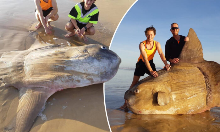 Moment rare, un poisson-lune de 1,8 mètre échoué sur une plage australienne: «Je pensais que c&rsquo;était un faux»