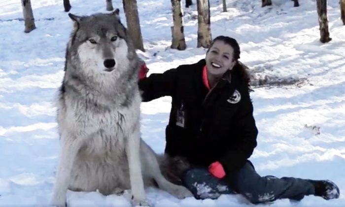 Un loup géant dévoile son côté affectueux et ne peut s’empêcher d’embrasser une bénévole du refuge (vidéo)