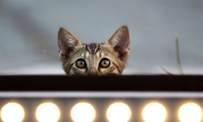 Deux chiens ont été euthanasiés après avoir tué 29 chats dans un refuge