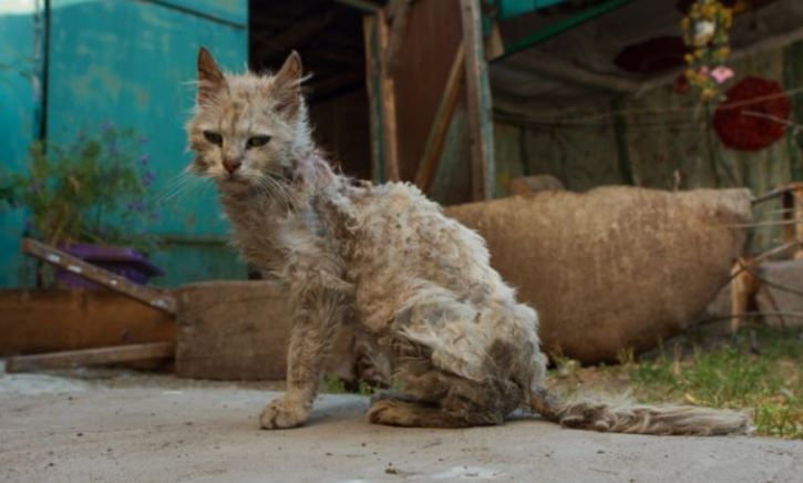 Un chat errant âgé avec une fourrure emmêlée et les dents abîmées fait peau neuve et trouve un foyer permanent