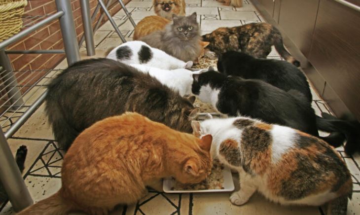 Une femme a appris elle-même le toilettage des animaux de compagnie et gère maintenant une chatterie pour offrir un abri à 150 chats
