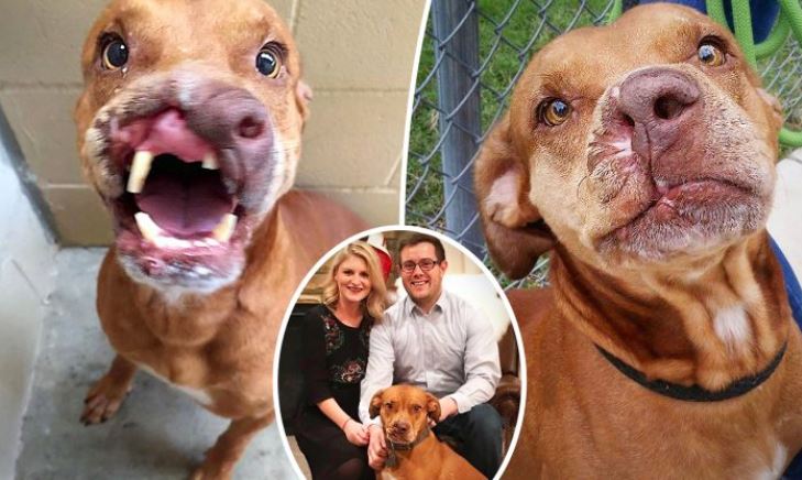 Un chien qui a perdu la moitié de son nez a été adopté d&rsquo;un refuge après que les premiers propriétaires ont dit qu&rsquo;ils n&rsquo;en voulaient plus