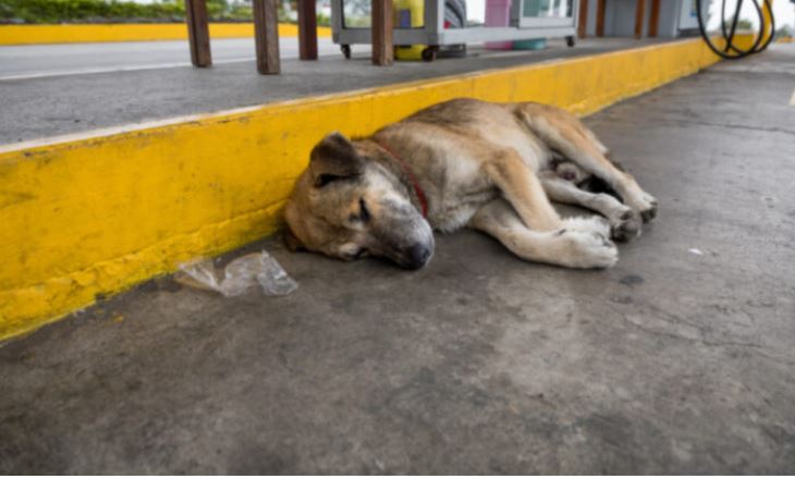 Un chien errant aveugle vit pendant 7 mois dans une station de lavage pour automobiles abandonnée jusqu&rsquo;à ce qu&rsquo;une femme du coin entre dans sa vie