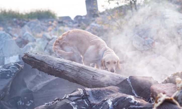 Une chienne a perdu tous ses chiots dans un feu de grange et se réconforte en élevant 8 orphelins