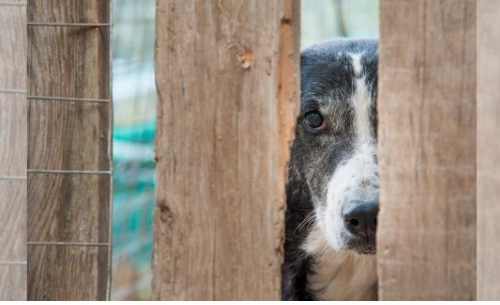 Un chien a le cœur brisé quand ses propriétaires le laissent au refuge après avoir acheté un nouveau chiot (vidéo)