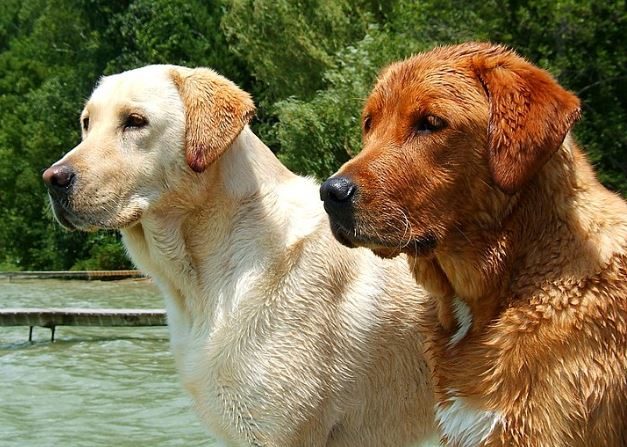 Un vieux chien aveugle rencontre un chiot de 4 mois qui va devenir son «chien guide» et son meilleur ami