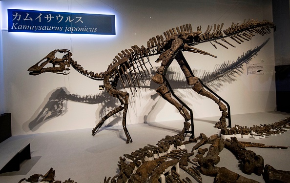 Découverte au Japon d&rsquo;une nouvelle espèce de dinosaure