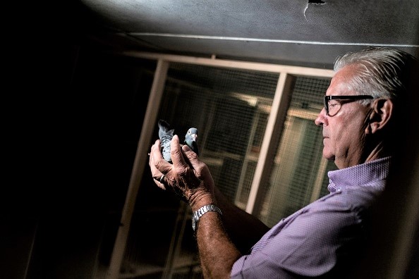Joël Verschoot, l&rsquo;homme au pigeon qui valait un million