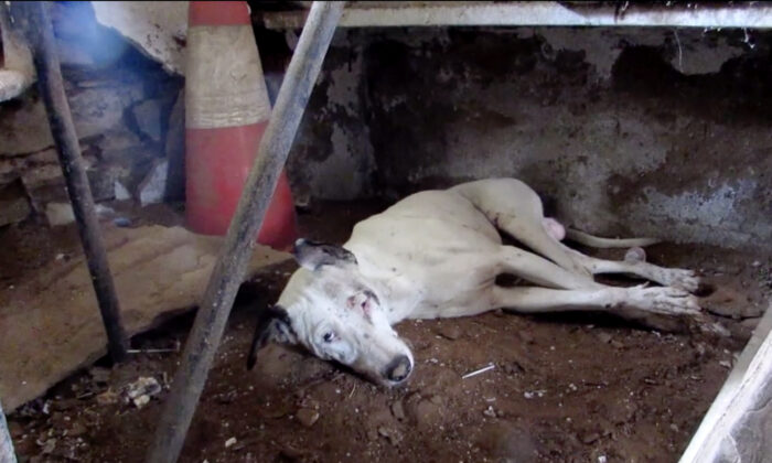 Un chien blessé et mourant se réfugie dans une réserve et trouve une chance de vivre.