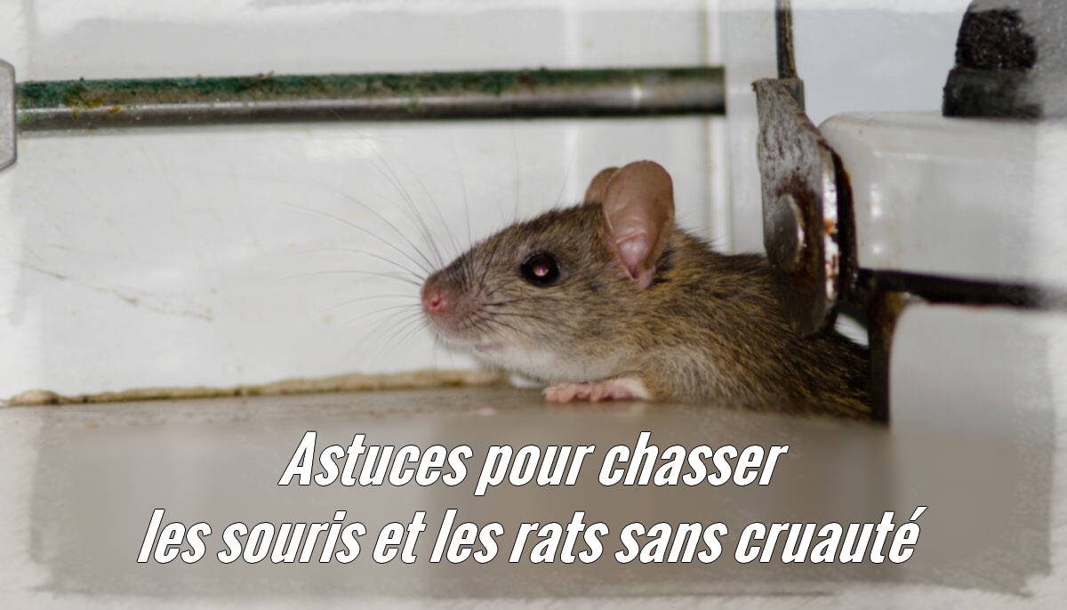 Voici 10 astuces sans cruauté pour chasser les souris et les rats de votre maison