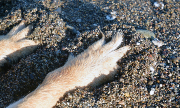 Un chien retrouvé mutilé et enterré vivant sur une plage de Hawaii se rétablit et trouve un foyer