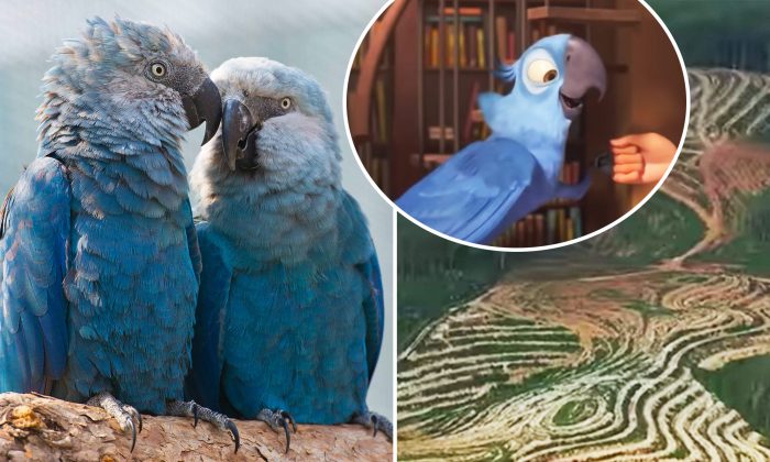 L&rsquo;espèce du bel ara bleu du dessin animé «Rio» est déclarée disparue de la vie sauvage
