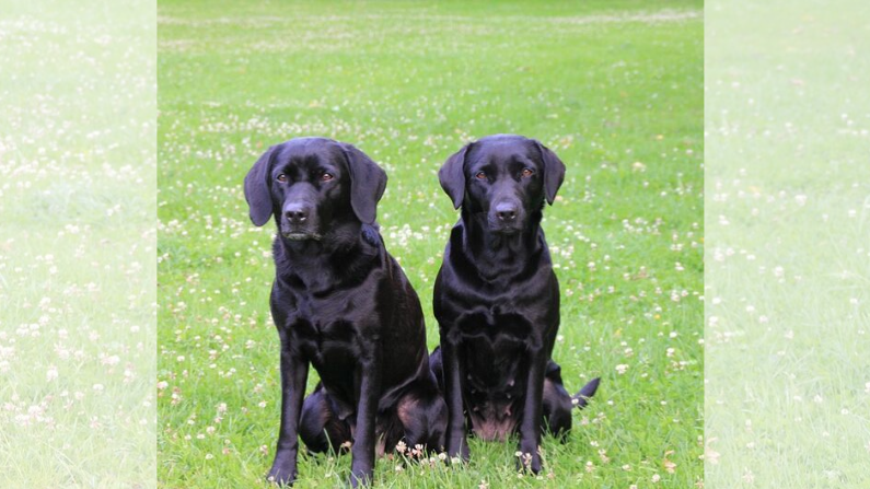 Des chiens coquins envoient un mot d&rsquo;excuses pour avoir mangé le déjeuner du facteur