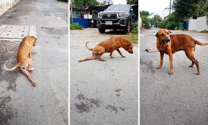 Regardez : un chien intelligent agit comme s&rsquo;il avait une patte infirme pour avoir de la nourriture – mais en fait, il se moque de vous!