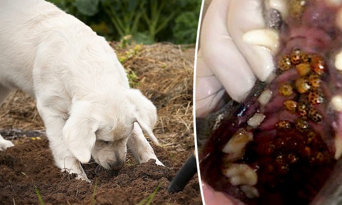 Si la bouche de votre chien commence à produire de l&rsquo;écume et qu&rsquo;il agit bizarrement, il pourrait avoir ce type d&rsquo;insectes dans sa cavité buccale