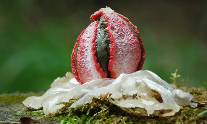 Un photographe capture une sorte d&rsquo; « œuf extraterrestre » qui éclot en déployant des tentacules répugnants dans l’herbe