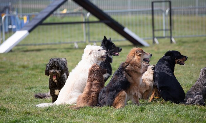 Un homme visite des refuges pour demander les chiens dont personne ne veut et finit par adopter 10 vieux chiens
