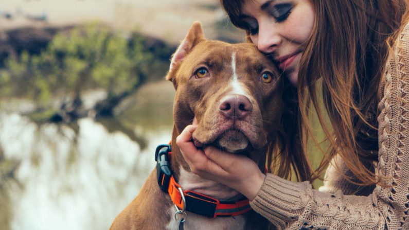 Un pitbull qui vient d&rsquo;être adopté remercie sa nouvelle propriétaire avec un câlin qui devient viral