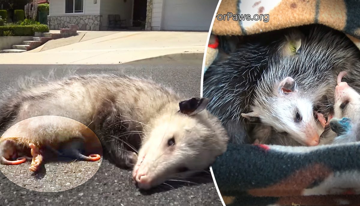 Une mère opossum a été retrouvée morte sur une route, son corps protégeant ses 9 petits