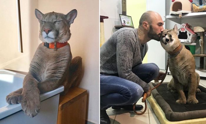 Un puma de 41 kg sauvé d&rsquo;un zoo vit une vie de luxe dans un appartement russe