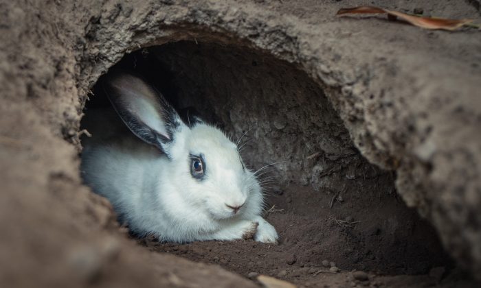 Un terrier de lapin dans le champ d&rsquo;un fermier mène à un mystérieux réseau de cavernes